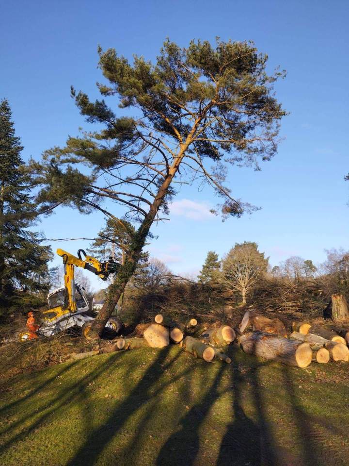 Élagage arbres Rochefort-Montagne